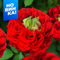 ��� ������