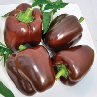 full_perets-megaton-molotshnyi-shokolad