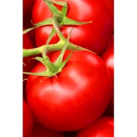 ����� ����� ����� 241