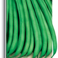 ������ ���������� ����� �������������� 556 �������