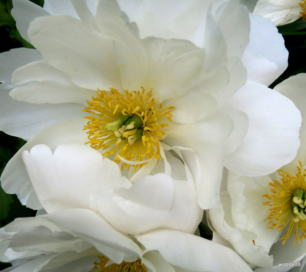 ���� ���� �������