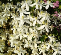 �������� ����������