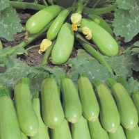 �������������������������������