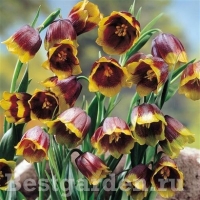 Fritillaria-uva-vulpis