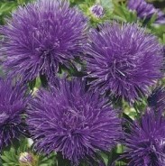 ����� ���������� ���� �����