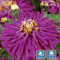 ������ ������� ���������