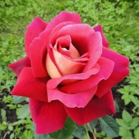 ���� ����������