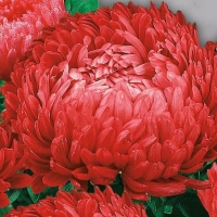 3a28fa03aa3ac954f312f45374b893a2