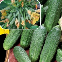 ogurec-na-kornishon-i-pikuli-superpuchkovogo-tipa-zavyazey-rmt-f1