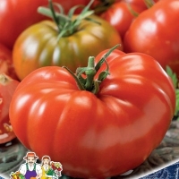 ����� �������� ����