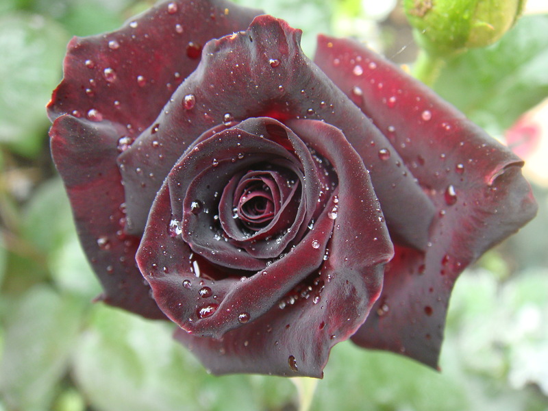 f1_7c2773cd-47ff-4562-b423-5fbd37623b2b