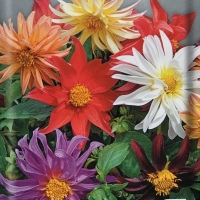 �������� ��-��-��