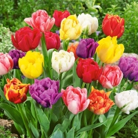 Tulip Double Early Mixed