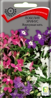 lobelia_erinus_zhemchuzhnaya_nit