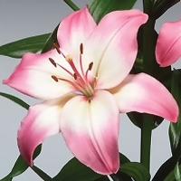 f1_47f85d8b-dd6b-4d99-9970-288ed4631810