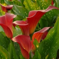 ��� ����