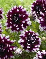 ������� ���