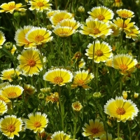 �������������������������������