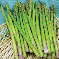 ������ ������� �������