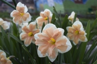 f1_8cc598e7-6e05-44dd-a046-5ad15be2fef7