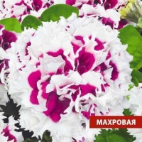 �������������������������������