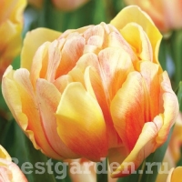 Tulip-FOXY-FOXTROT