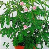 ������-���������-�������