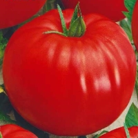 ����� ���� ����� 0,1 ��.