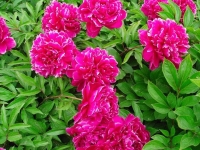 Hong yan fei shuang  �������� ����