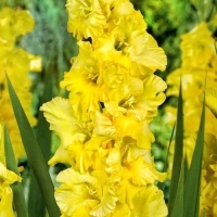 ��������� �������