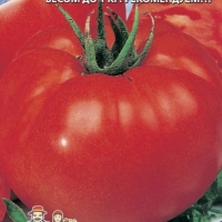 ����� ������ ��������