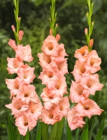 ������ z4