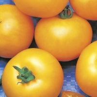 tomat-nepasynkuyusch-sya-zheltyy