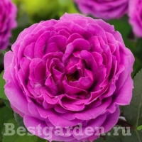 ���� ���� ����