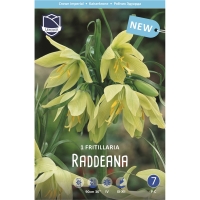 ryabchik-raddeana-w800-h800