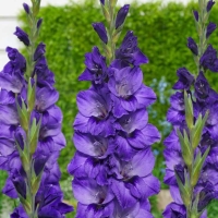 ��������� ����