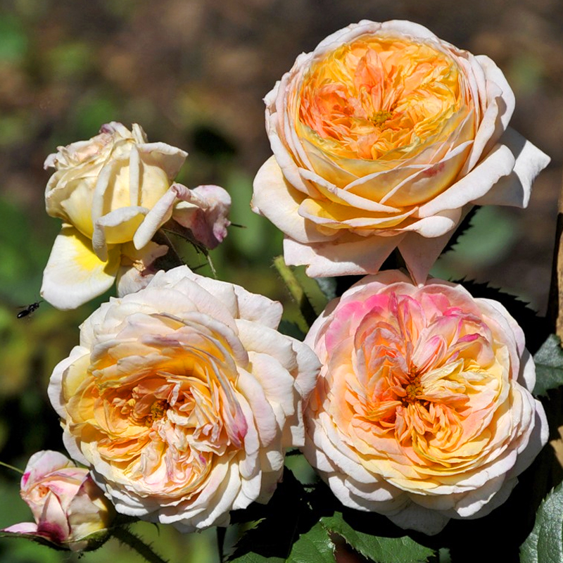 f1_9f07b747-4955-4f1b-b7d2-d697845b554a