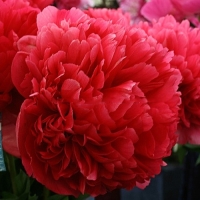 Paeonia-Command-Performance