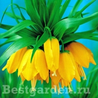 Lutea