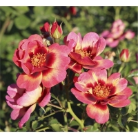 roza-blashin-bebilon-ajz-rose-blushing-babylon-eyes-w800-h800
