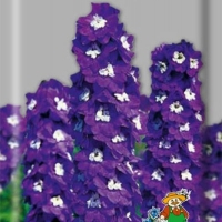 ���������� ������ ������ ����������