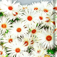 ��������������� �����