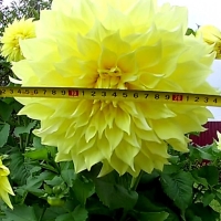 kelvin-floodlite2-890x890