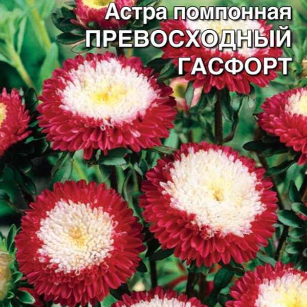 astra-pomponnaya-prevoshodnyy-gasfort