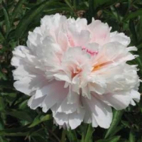 Fen zhu pan  ������� ������ 2