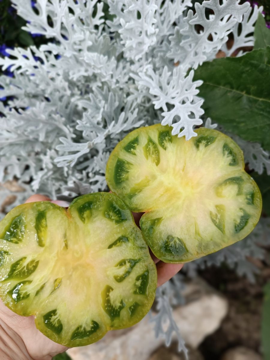 tomat-irlandskiy-liker-f1_233101129181