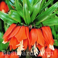 Rubra