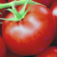 �����-�����-�����-241