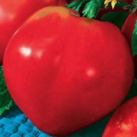 tomat-byche-serdce-krasnoe