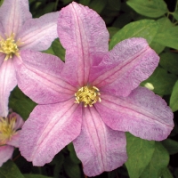 f1_1fa22078-e7f2-47a5-9d66-ef003677d872